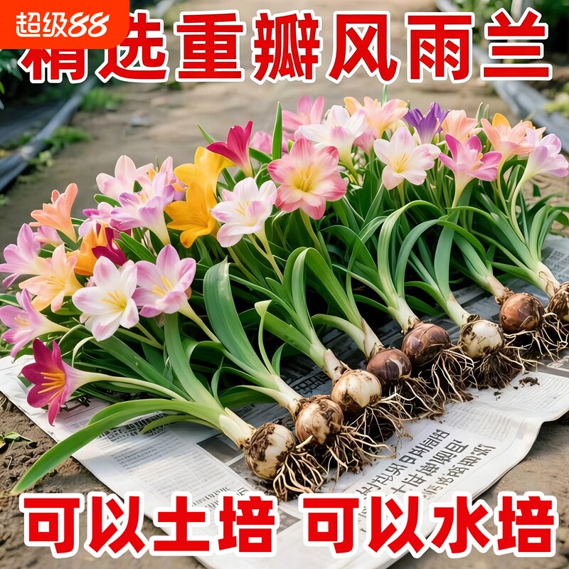 重瓣风雨兰盆栽庭院阳台花卉绿植图片