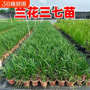 兰花三七苗地被植物四季常青庭院别墅绿化细叶阔叶麦冬草种植小叶