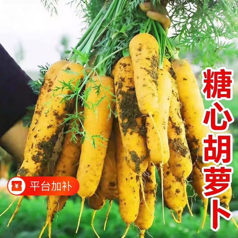 山西黄萝卜胡萝卜手抓饭配料黄色餐饮直供新货农家自种糖心蔬菜