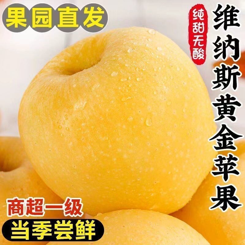 山东维纳斯黄金苹果当季新鲜水果奶油富士苹果丑苹果冰糖心脆甜