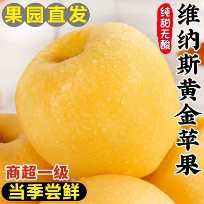 山东维纳斯黄金苹果当季新鲜水果奶油富士苹果丑苹果冰糖心脆甜