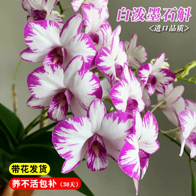 名贵白泼墨石斛兰花苗当年开花室内客厅好养水培绿植盆栽花卉带花