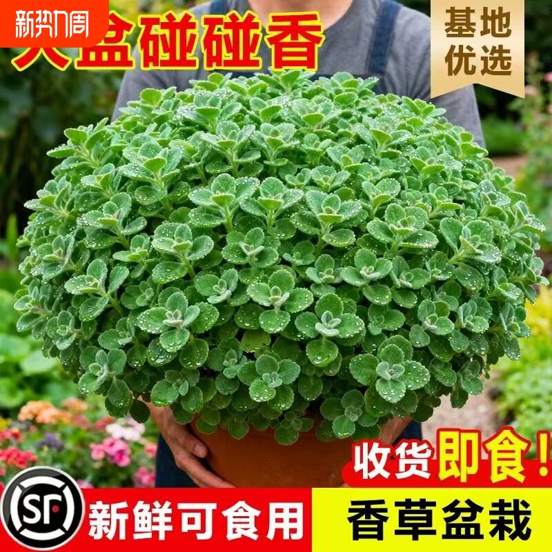 碰碰香盆栽室内多肉植物薄荷驱蚊草花卉净化空气绿植一抹香客厅