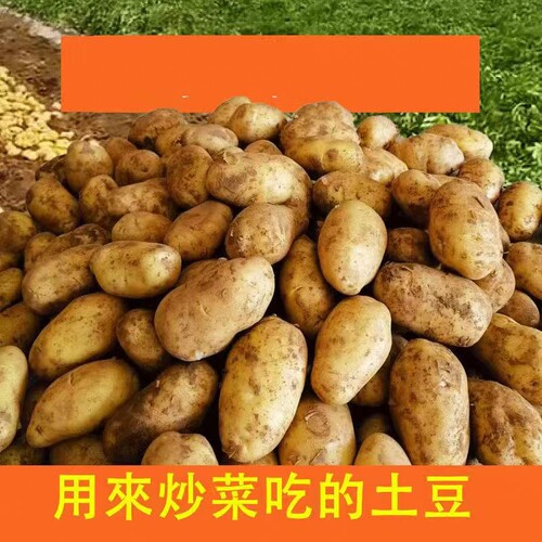 新鲜黄心黄皮土豆贵州今年新土豆包邮农家现挖食用马铃薯自种