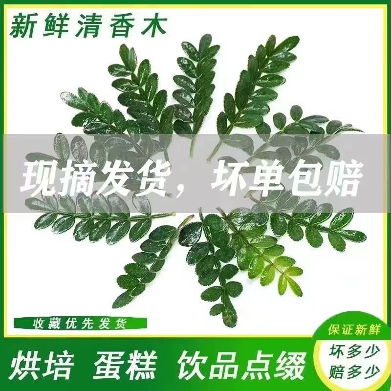 清香木蛋糕装饰叶子新鲜烘焙植物摆盘点缀甜品胡椒木盆栽可食用