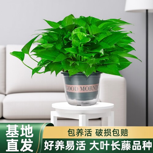 绿萝盆栽室内植物新房家用净化空气水培绿植花卉长藤垂吊大叶绿萝