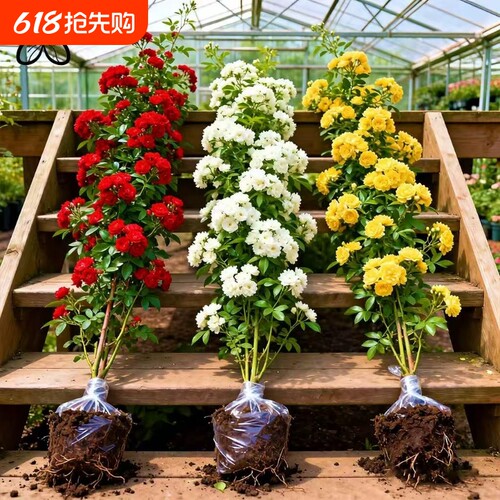 红木香花苗爬藤植物花卉重瓣白木香树苗四季开花盆栽黄木香小苗