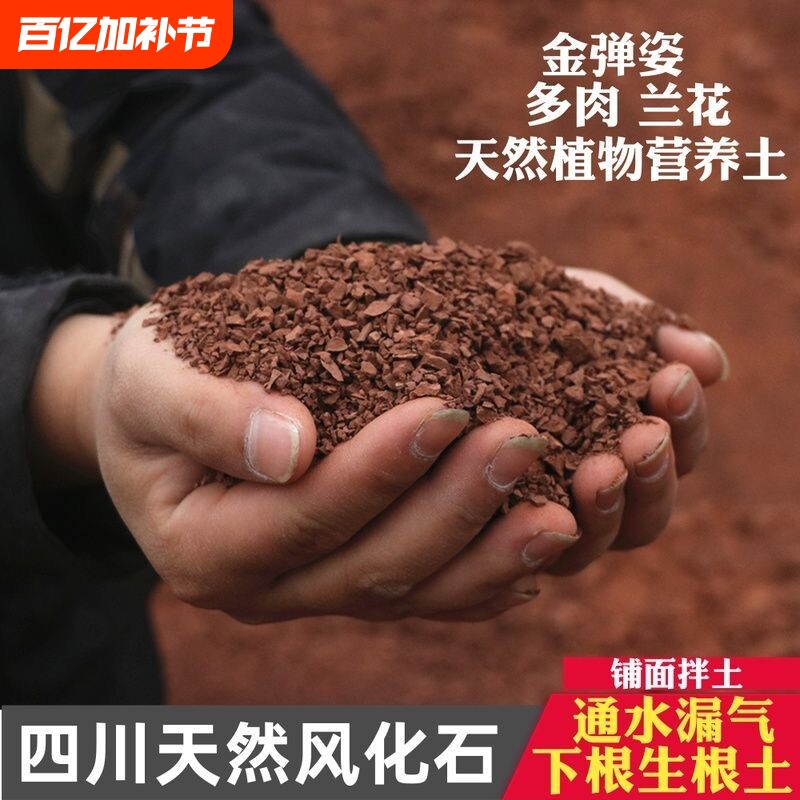 纯天然酸性风化土小叶簕竹金弹子老鸦柿盆栽专用透气盆景兰花多肉