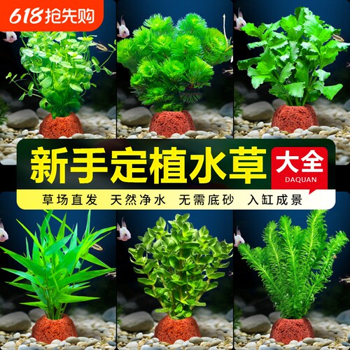 花百年真水草鱼缸水培植物