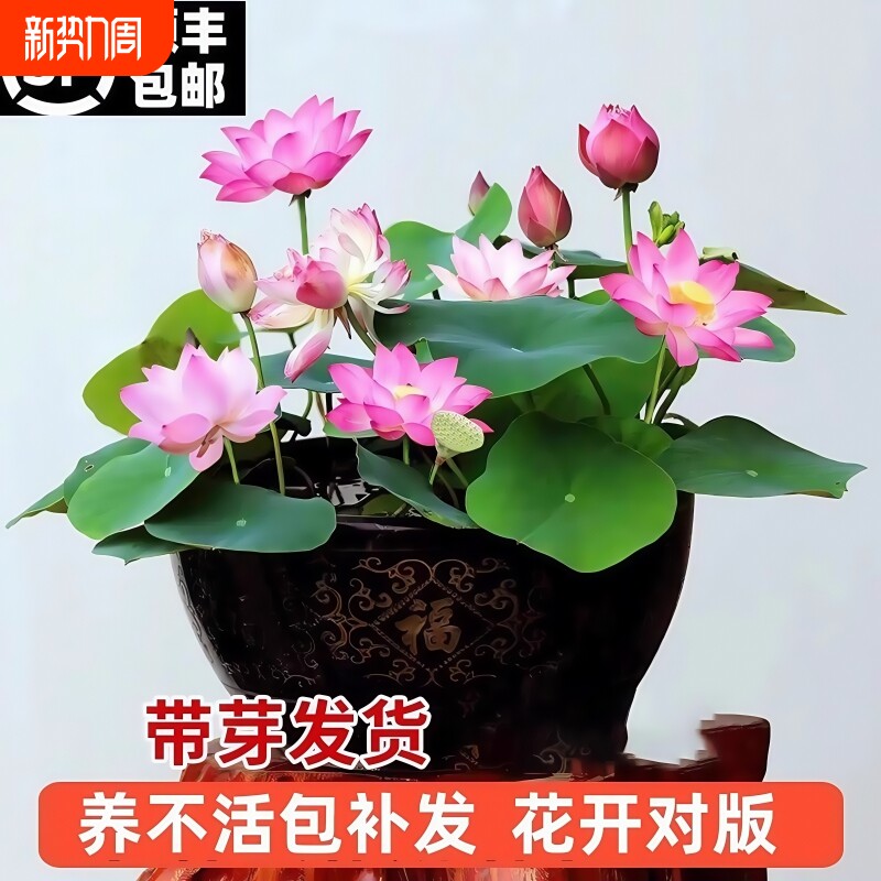 观赏荷花藕种盆栽水养莲花缸栽莲藕苗鱼池塘植物碗莲睡莲水培带花