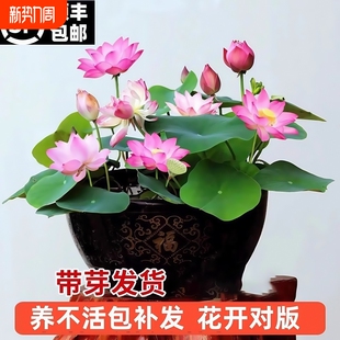 观赏荷花藕种盆栽水养莲花缸栽莲藕苗鱼池塘植物碗莲睡莲水培带花