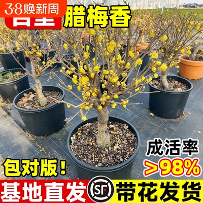 腊梅花树苗盆栽丛生地栽耐寒红梅庭院风景树素心矮化老桩原生蜡梅
