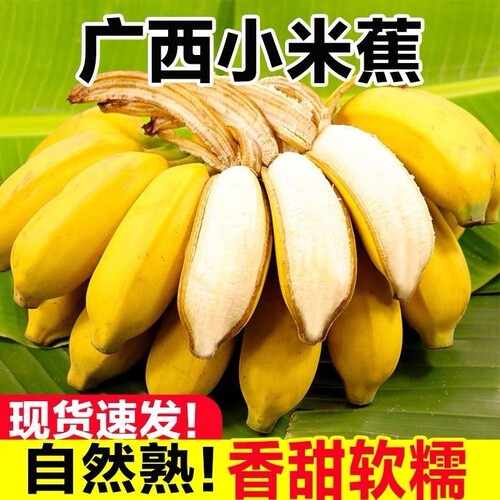 正宗广西小米蕉拇指蕉当季新鲜水果小香蕉产地直发小芭蕉蕉自然熟