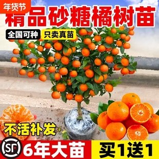 正宗嫁接无籽砂糖盆地栽沙糖桔南方北方果树苗当年结果种植庭院