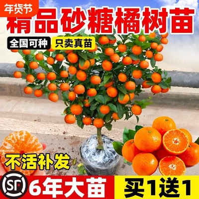 金桔树盆栽苗客厅可食用果