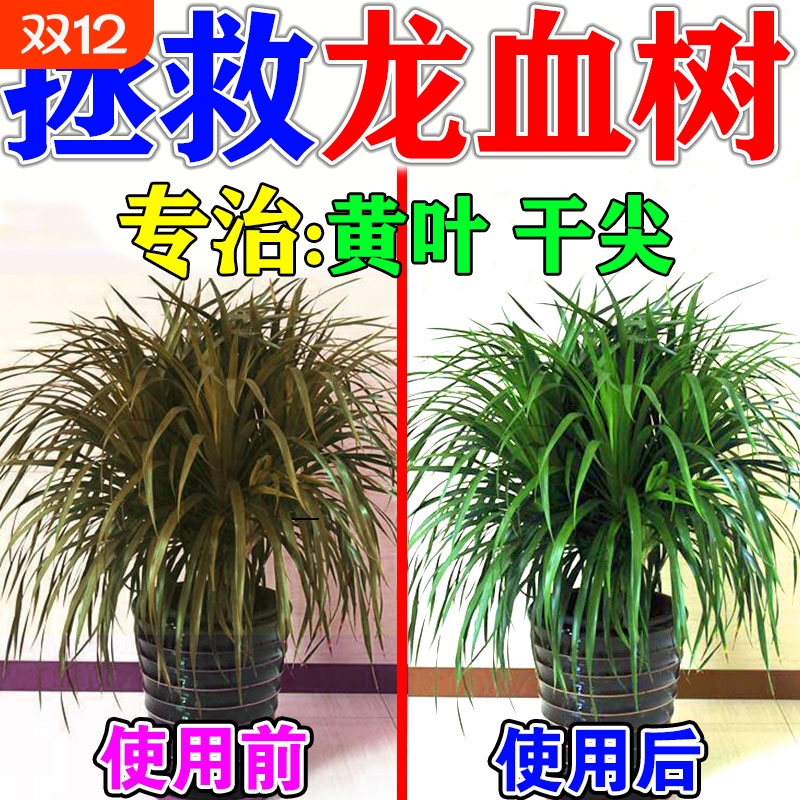 龙血树专用营养液一滴绿