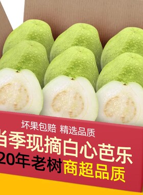 现摘农家白心芭乐番石榴