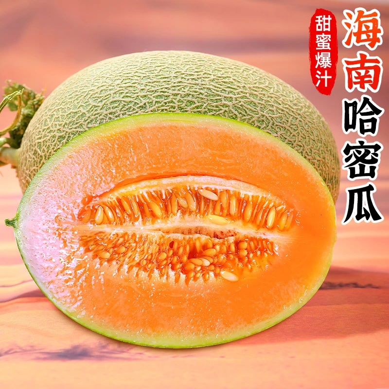 【海南直发】海南哈密瓜西州蜜瓜当季新鲜水果网纹玫龙晓蜜9-10斤