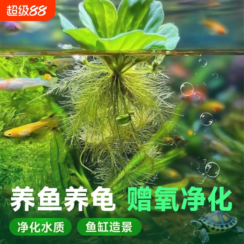 鱼缸浮萍水草水培植物浮性净化水质微景观懒人增氧造景养鱼净水图片
