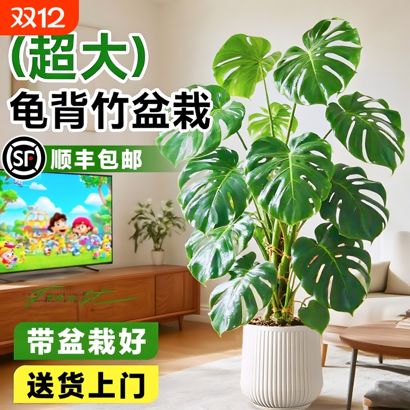 龟背竹客厅大盆栽室内大叶老桩植物旁边大型绿植落地耐阴专业家里