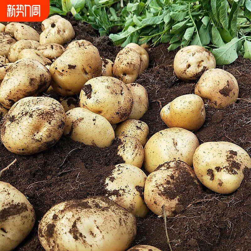 今年新土豆自家种植的土豆新鲜贵州产地农产品