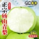 包邮 正宗皇雪翠冠梨 整箱 安徽砀山梨青梨酥梨子水果新鲜应当季