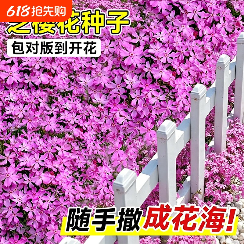 芝樱花种子地被植物四季播种开花室外庭院花卉草籽低矮太阳花种籽