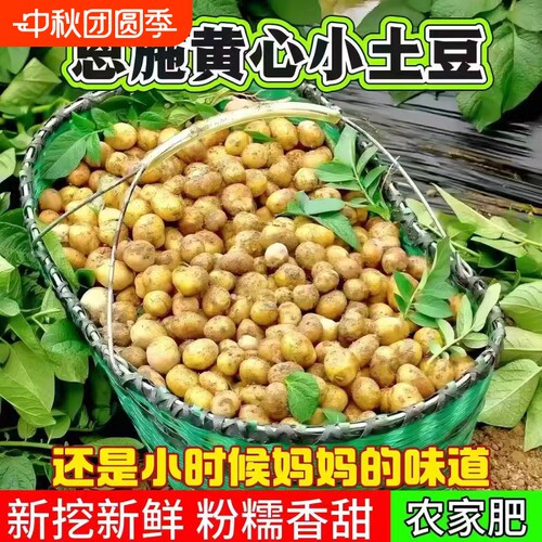 恩施小土豆2026正宗迷你粉糯香甜农家自种新鲜黄心小洋芋产地直发