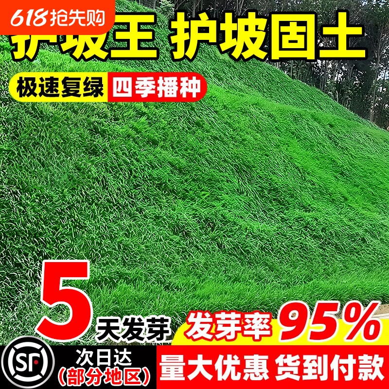 草坪草籽护坡固土狗牙根庭院四季常青矮生绿化黑麦草地毯草皮种子