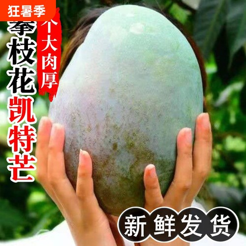 攀枝花凯特芒果9斤新鲜甜心芒当季水果青皮芒特大果整箱包邮精选