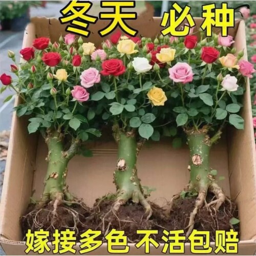 耐寒四季玫瑰花苗老桩红玫瑰老根月季花苗四季开花浓香花卉