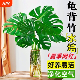 龟背竹水培植物室内好养绿植老桩客厅大叶盆栽除甲醛富贵竹天堂鸟