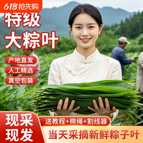 新鲜粽子叶特大粽叶箬叶端午节包粽子的叶子家用商用干送绳现摘