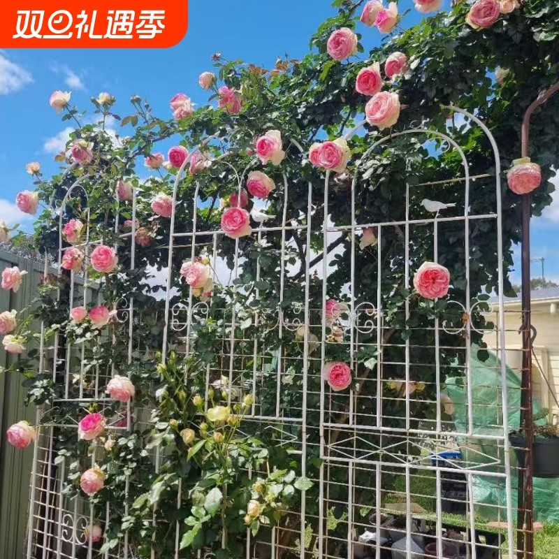 铁线莲绿萝植物攀爬架户外庭院网格铁艺花架爬藤架花园月季花支架