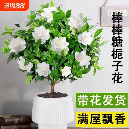 棒棒糖栀子花盆栽花卉绿植好养四季开花带花苞植物室内水培阳台
