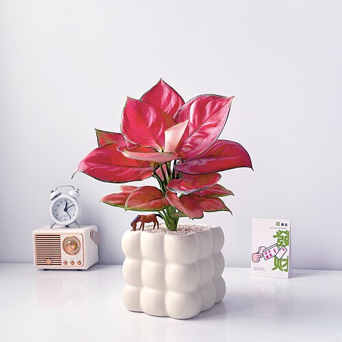 吉利红室内绿植客厅书房桌