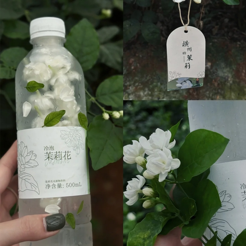 茉莉花水天然鲜花抗糖抗氧化颜值树叶茶水健康高颜值