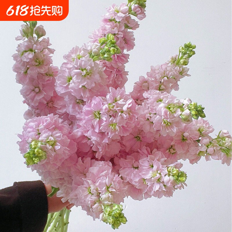新鲜紫罗兰鲜花云南基地直发家用水养插花昆明直供鲜切花同城速递