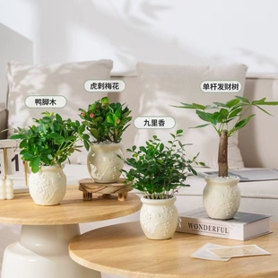 发财树绿萝室内盆栽花卉绿植办公室内水培小植物好养美观净化空气