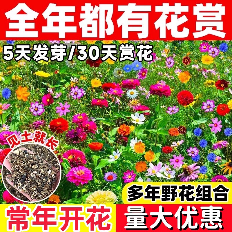 野花组合种子四季播种开花室外耐寒花籽庭院格桑花大全重瓣月见草