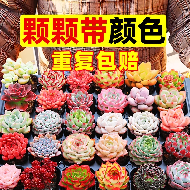 【照图发货】包对版！颗颗带颜色