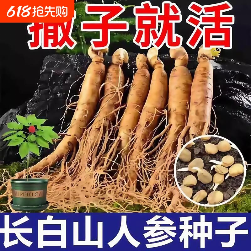 长白山人参种子正品野山参四季中药材室内观花卉盆栽阳台种植椰砖