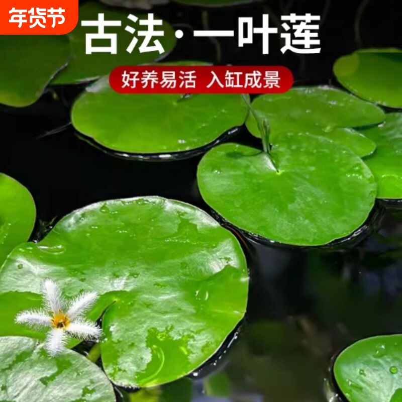 浮萍水草植物鱼缸造景水生一叶莲圆心萍睡莲水芙蓉水葫芦水培植物