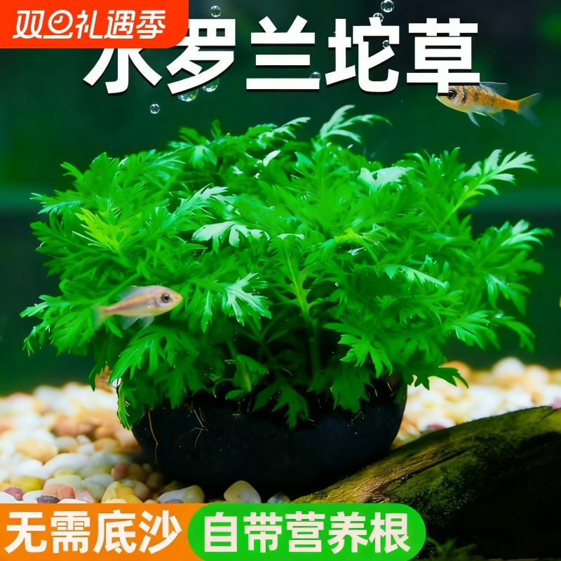 坨草鱼缸水罗兰造景阴性淡水增氧净水后景水草懒人植物水质鱼虾