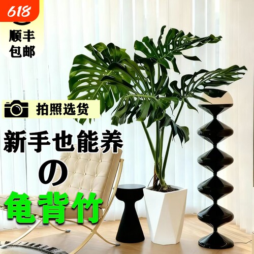 易活龟背竹室内观叶绿植好养活