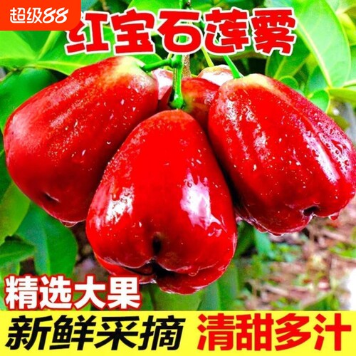 顺丰京东福建海南红宝石水果莲雾新鲜现摘整箱孕妇鲜果香甜多汁鲜