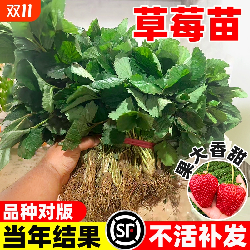 草莓苗奶油红颜草莓秧大棚种植四季草莓盆栽当年结果新苗带土果苗