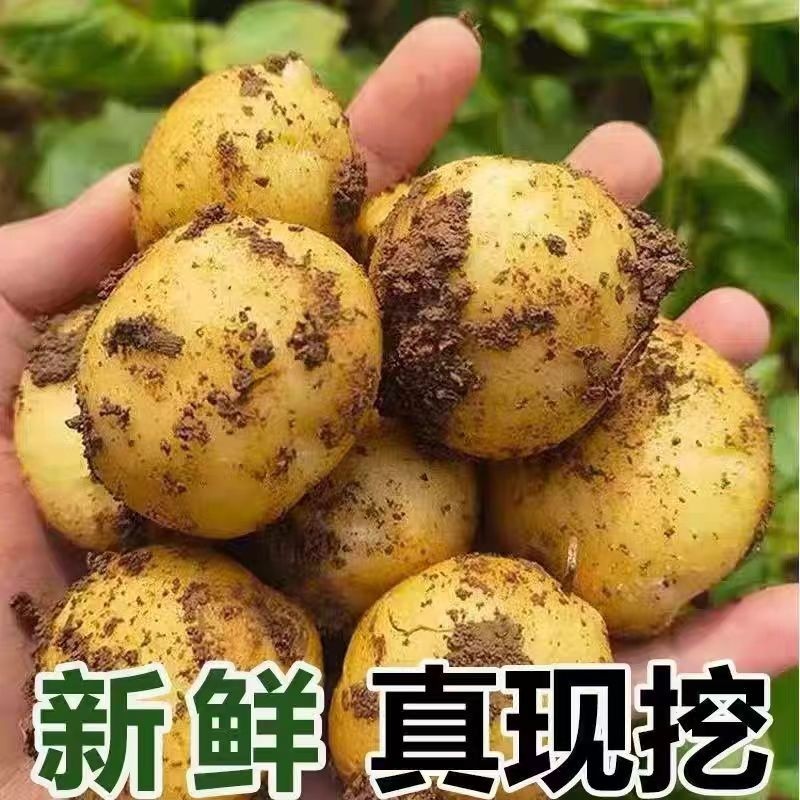 恩施小土豆新鲜现挖黄心土豆当季蔬菜自种迷你马铃薯湖北高山洋芋,水产肉类/新鲜蔬果/熟食,土豆,淘宝优惠券,粉丝福利购,淘宝优惠卷