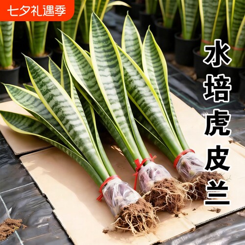 虎皮兰室内水培绿植|千人加购