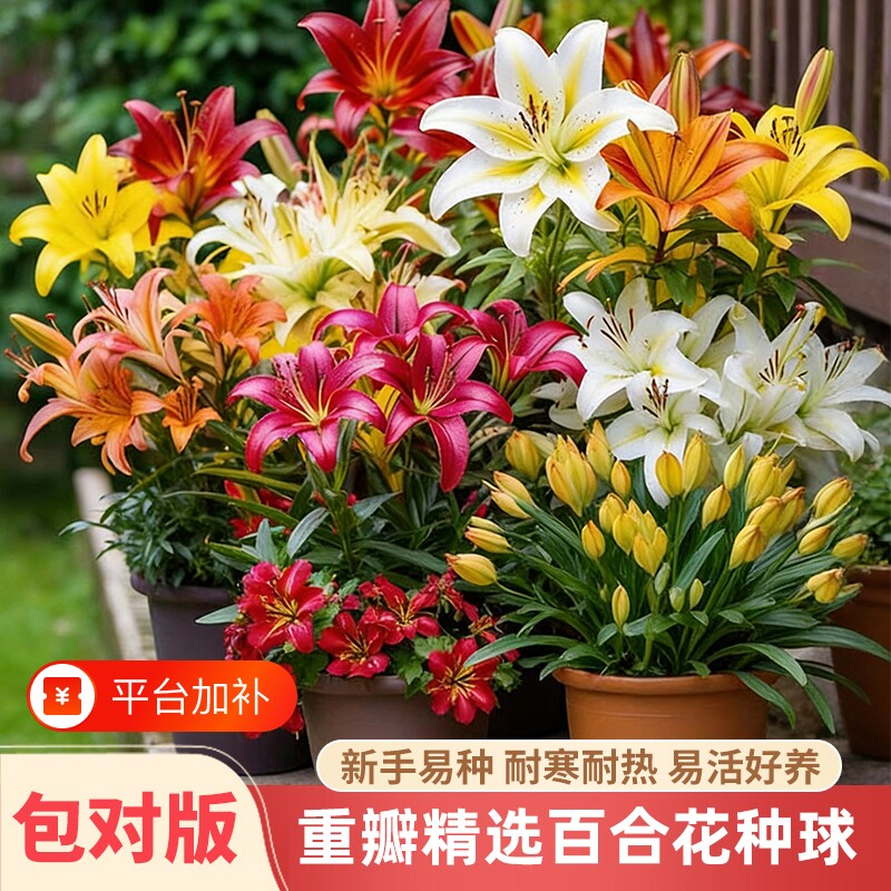 重瓣香水百合种球庭院地载室内阳台盆栽绿植花卉耐寒耐热盆栽植物